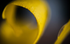 Hyper macro floral