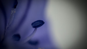 Feeling blue