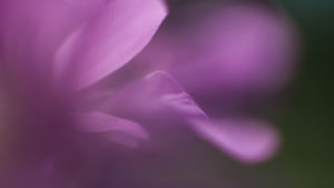 Songe rose