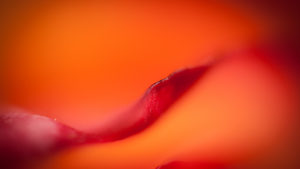 Rouge glamour