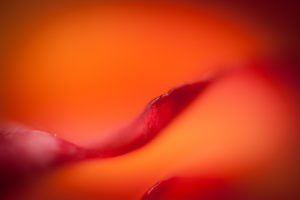 Rouge glamour
