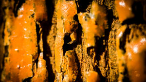 Fissures