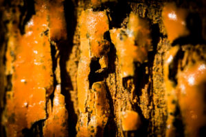 Fissures