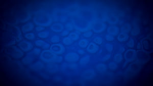 Le bleu et pas que I