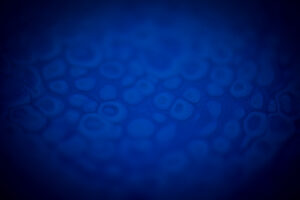 Le bleu et pas que I
